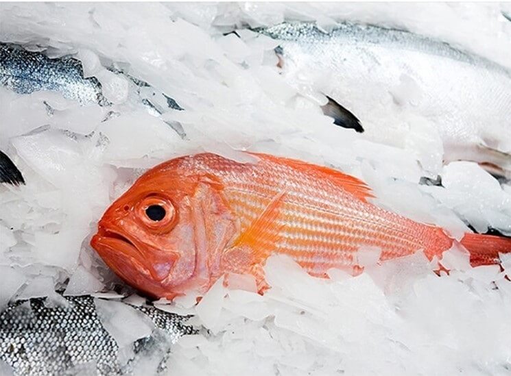 flocos de gelo para peixes