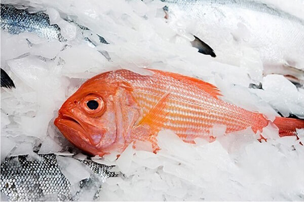 Flke Ice para pesca